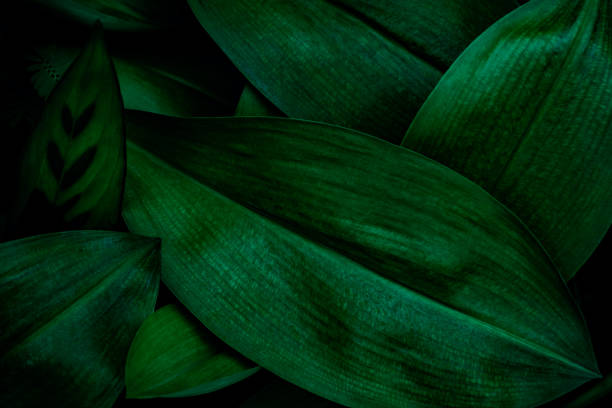 istock abstract green leaf texture, nature background, tropical leaf 1257127165