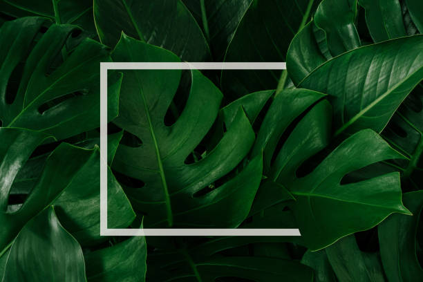 istock abstract green leaf texture, nature background, tropical leaf 1257127173
