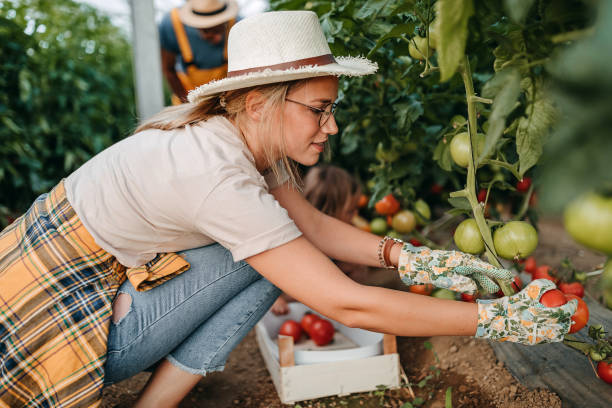 istock Women harvesting tomato 1257130005
