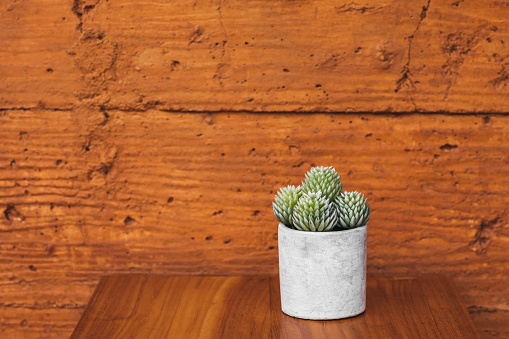 Succulent plant in white flower pot on terracotta colored wall background. Orange or ocher clay texture. Minimalist modern interior design and gardening.