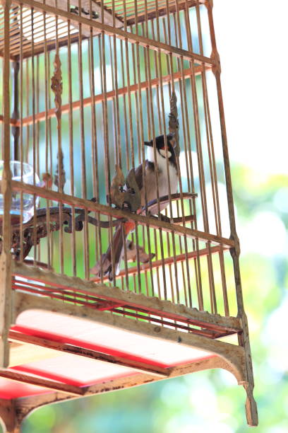 istock Bulbul bird in bird cage 1257132471