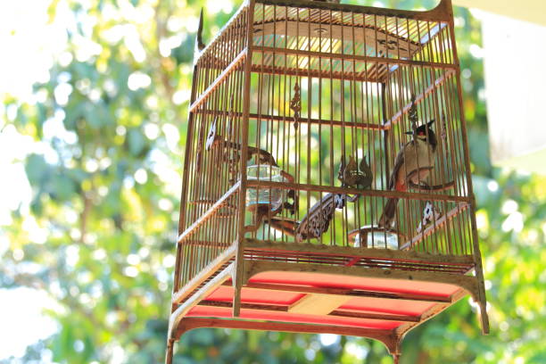 istock Bulbul bird in bird cage 1257132478