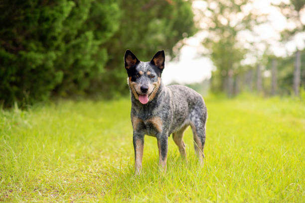 istock Australian Cattle Dog Blue Heeler 1257133661