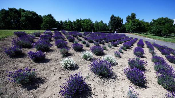 istock Beautiful flower field in Sapporo 1257133663