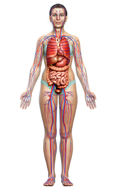 istock 3d rendered medically accurate illustration of female Internal organs and circulatory system 1257133683
