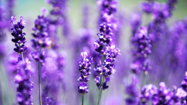 istock Beautiful flower field in Sapporo 1257133689
