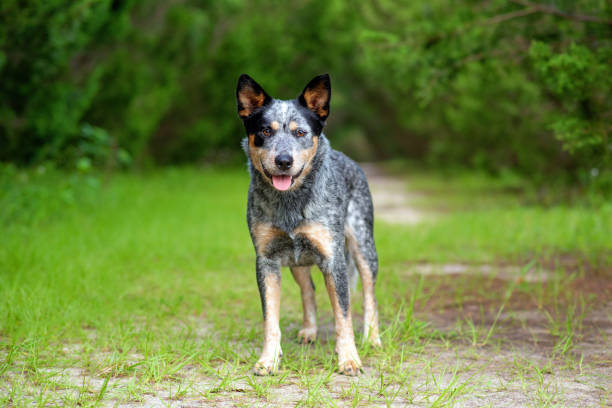istock Australian Cattle Dog Blue Heeler 1257133764