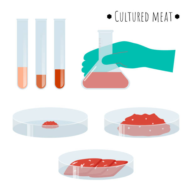 Illustration of cultured meat Illustration of the production of cultured meat. cultured cell stock illustrations