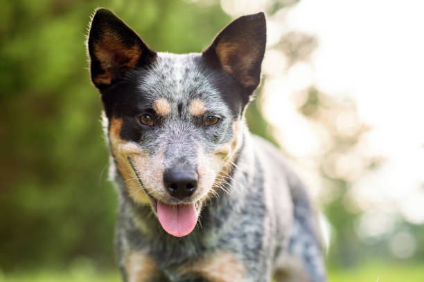 istock Australian Cattle Dog Blue Heeler 1257134636