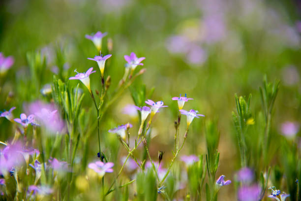 Close-up of a Bridges’ Gilia Meadow in Northern California stock photo