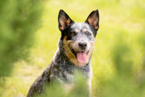istock Australian Cattle Dog Blue Heeler 1257134694