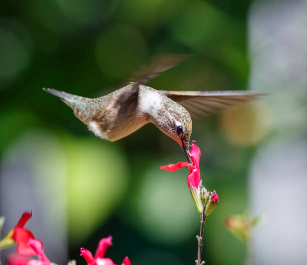 istock Anna's Hummingbird Feeding on a Red Flower 1257135288