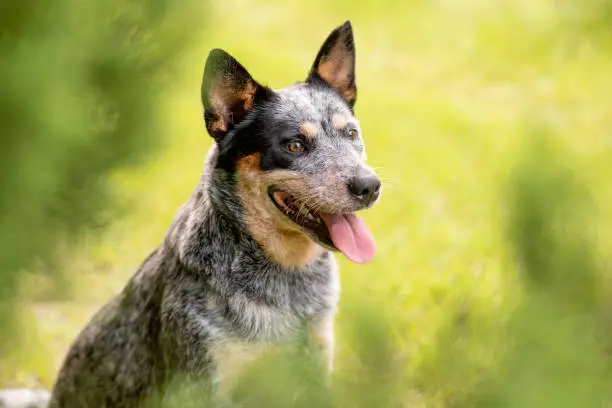 Portrait head shot of a Australian Cattle Dog Blue Heeler sitting by cypress tree