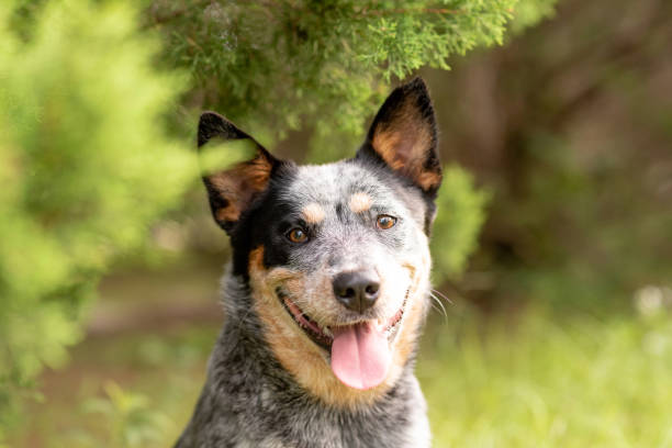 istock Australian Cattle Dog Blue Heeler 1257135334