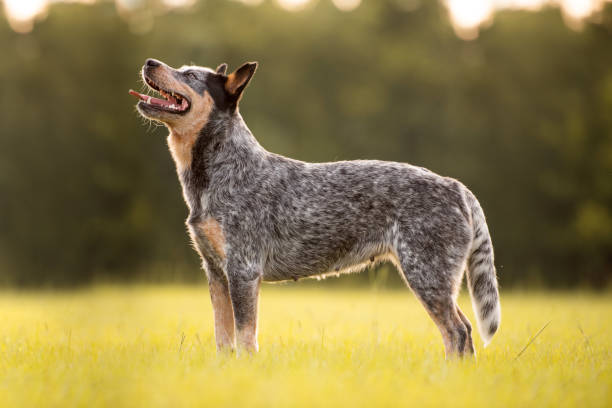 istock Australian Cattle Dog Blue Heeler 1257135384