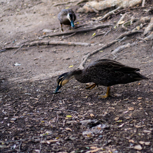 istock Ducks looking for food on ground 1257135677