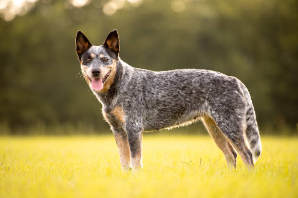 istock Australian Cattle Dog Blue Heeler 1257136812