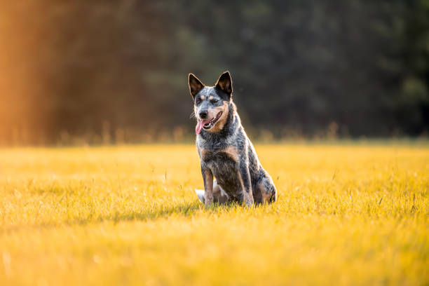 istock Australian Cattle Dog Blue Heeler 1257136900