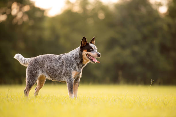 istock Australian Cattle Dog Blue Heeler 1257136902