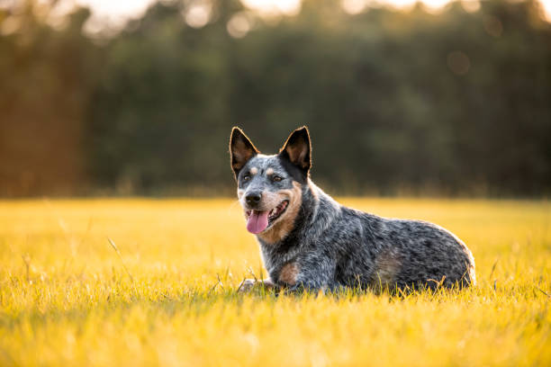 istock Australian Cattle Dog Blue Heeler 1257137131