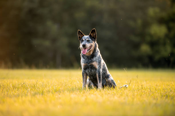 istock Australian Cattle Dog Blue Heeler 1257137701
