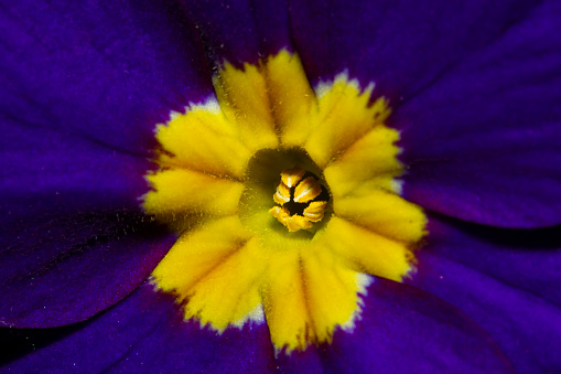 Close up image of a Primula Acaulis (Primrose) flower that shows details of the flower parts. This is a vibrant purple flower with a yellow pattern in the center. It is a popular flowering plant.