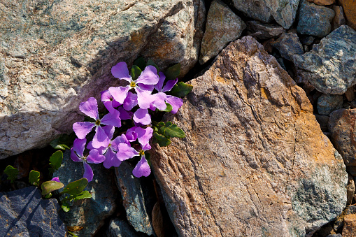 purple mountain violet flowers grow among large gray and yellow granite stones