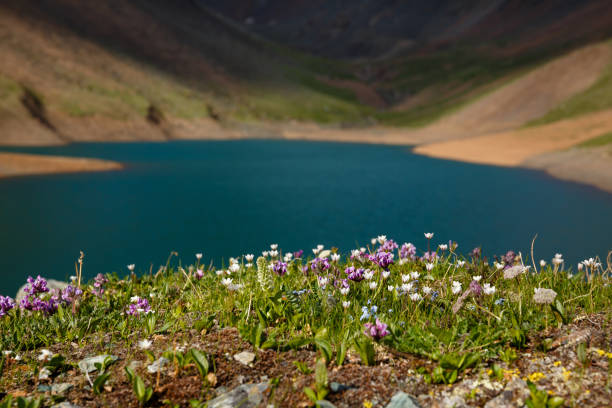 istock flower fields on the shore of a mountain lake 1257140455