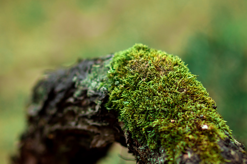 Moss on a log, on a tree, on a green blurred background.