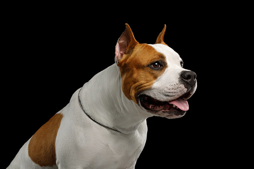 Portrait of White with Red American Staffordshire Terrier Dog in Profile view Isolated on Black Background