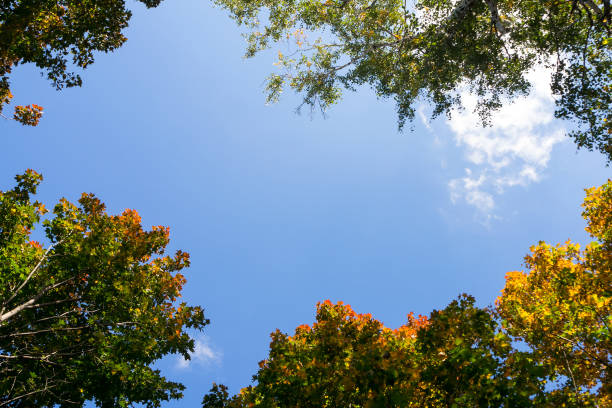 os topos das árvores com folhagens coloridas contra um céu azul. quadro natural. vista inferior. - autumn sky blue treetop - fotografias e filmes do acervo