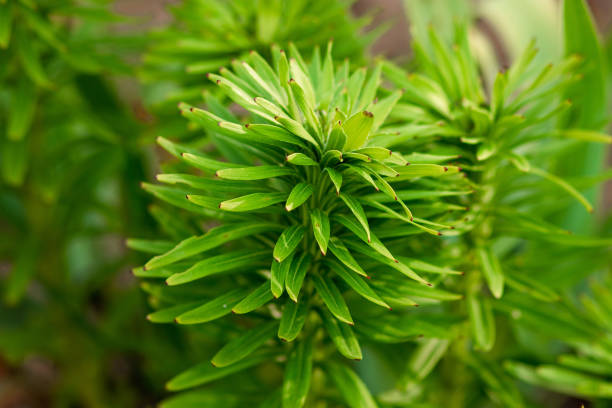 istock Creative floral green background, green leaves background. Copy space. 1257144616