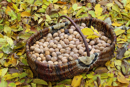 Fresh natural nuts in the garden in walnut fallen leaves.
