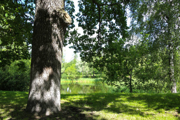 istock An old oak tree on the shore of a forest lake. 1257145821