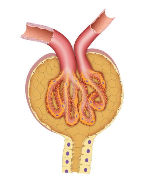 네프론 보우먼캡슐 - glomerulus stock illustrations