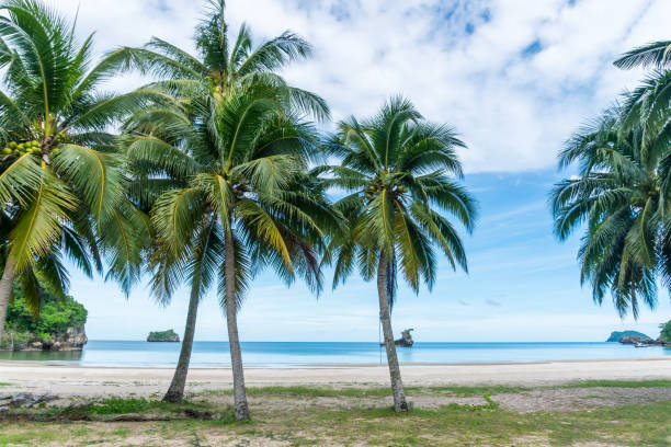 istock Tropical nature clean beach and white sand in summer with palm tree leaf sun light blue sky and bokeh abstract  background. 1257146033