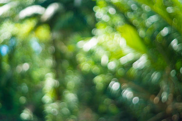 istock Blur nature bokeh green garden with tropical leaf copy space background. 1257146043