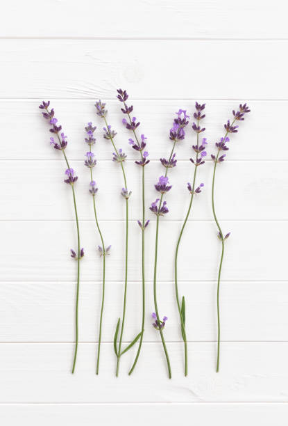 istock Fragrant twigs of lavender 1257147249