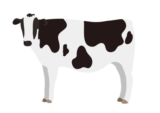 ilustrações de stock, clip art, desenhos animados e ícones de standing cow vector illustration on white background - carne de vaca ilustrações