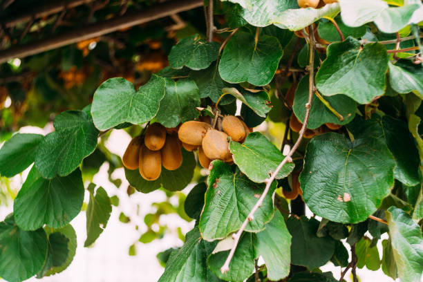 duże dojrzałe brązowe owoce kiwi wiszą na drzewie, na dachu altanki. - tree shade large growth zdjęcia i obrazy z banku zdjęć