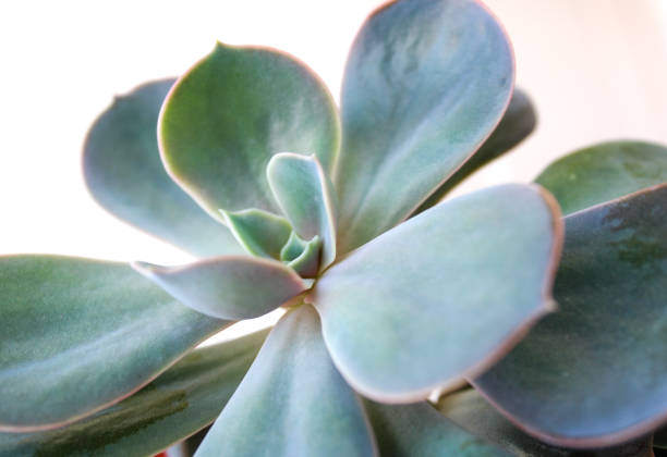 istock Echeveria cactus close up 1257147552