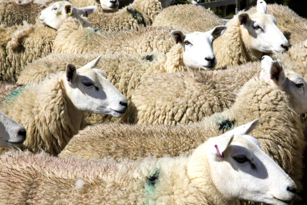 Shallow depth of field (selective focus) image with breeds of sheep at a farming fare.