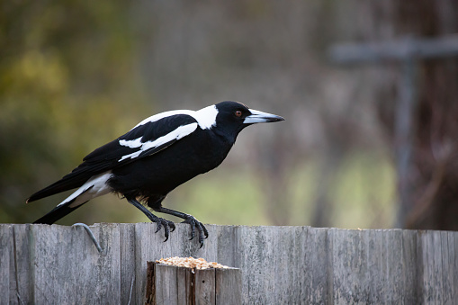 Magpie feeding on a footpath in Gosforth Nature Reserve, Gosforth, Newcastle-upon-Tyne, Tyne and Wear, England
