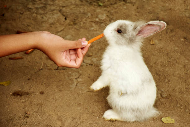 istock Cute rabbit eating carrot in garden 1257149820