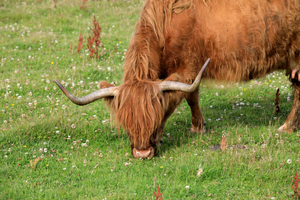 istock Scotland, Highlands, United Kingdom. 1257149867