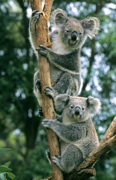 istock Koala, phascolarctos cinereus, Adults standing on Branch 1257149938