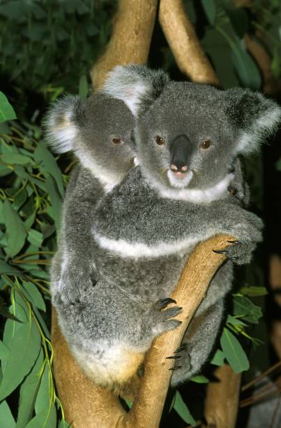 istock Koala, phascolarctos cinereus, Mother carrying young on its Back 1257149960