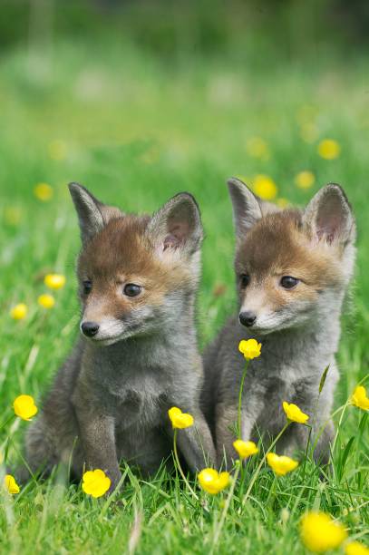 istock Red Fox, vulpes vulpes, Cub sitting in Yellow Flowers, Normandy 1257150024