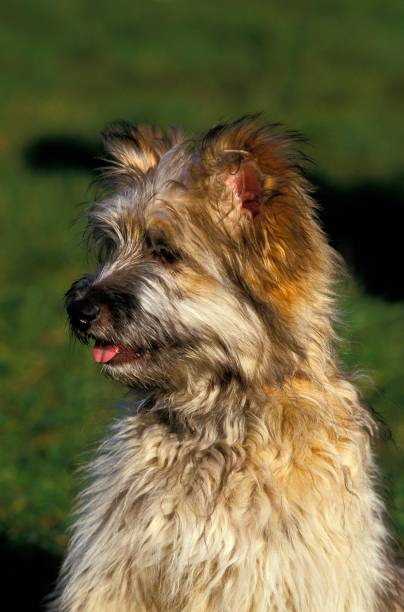 istock Pyrenean Shepherd or Pyrenean Sheepdog, Portrait of Dog 1257150452