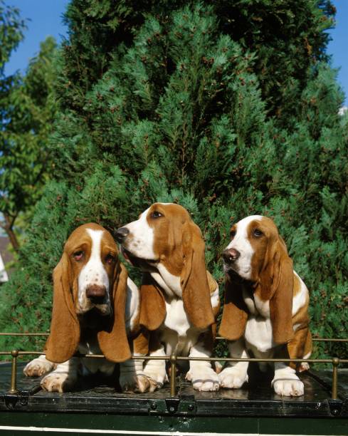 istock Basset Hound Dog 1257150483
